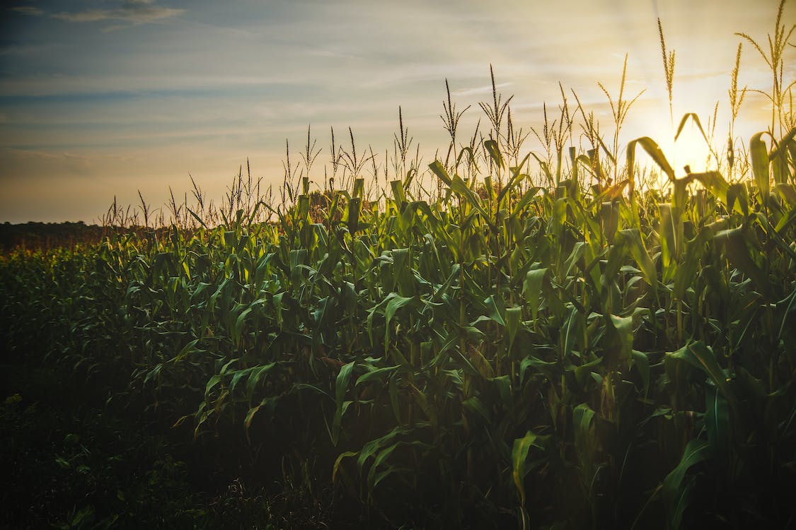 corn-field height = 